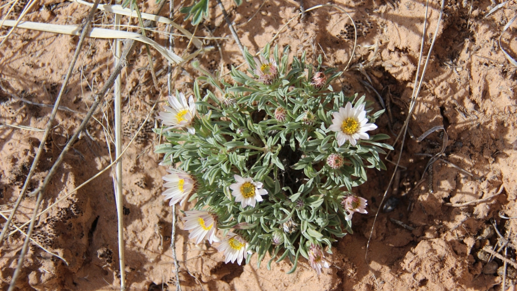 Silvery Townsendia – Townsendia Florifer