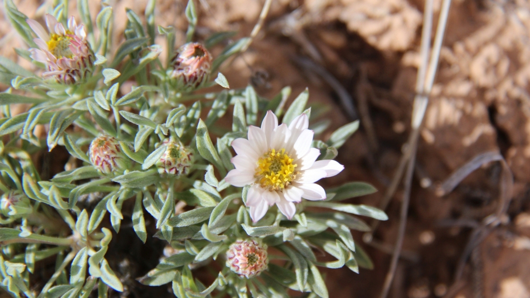 Silvery Townsendia – Townsendia Florifer