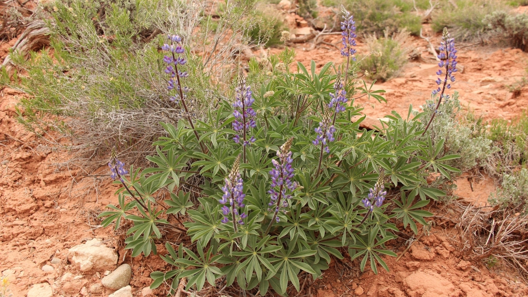 Silvery Lupine - Lupinus Argenteus