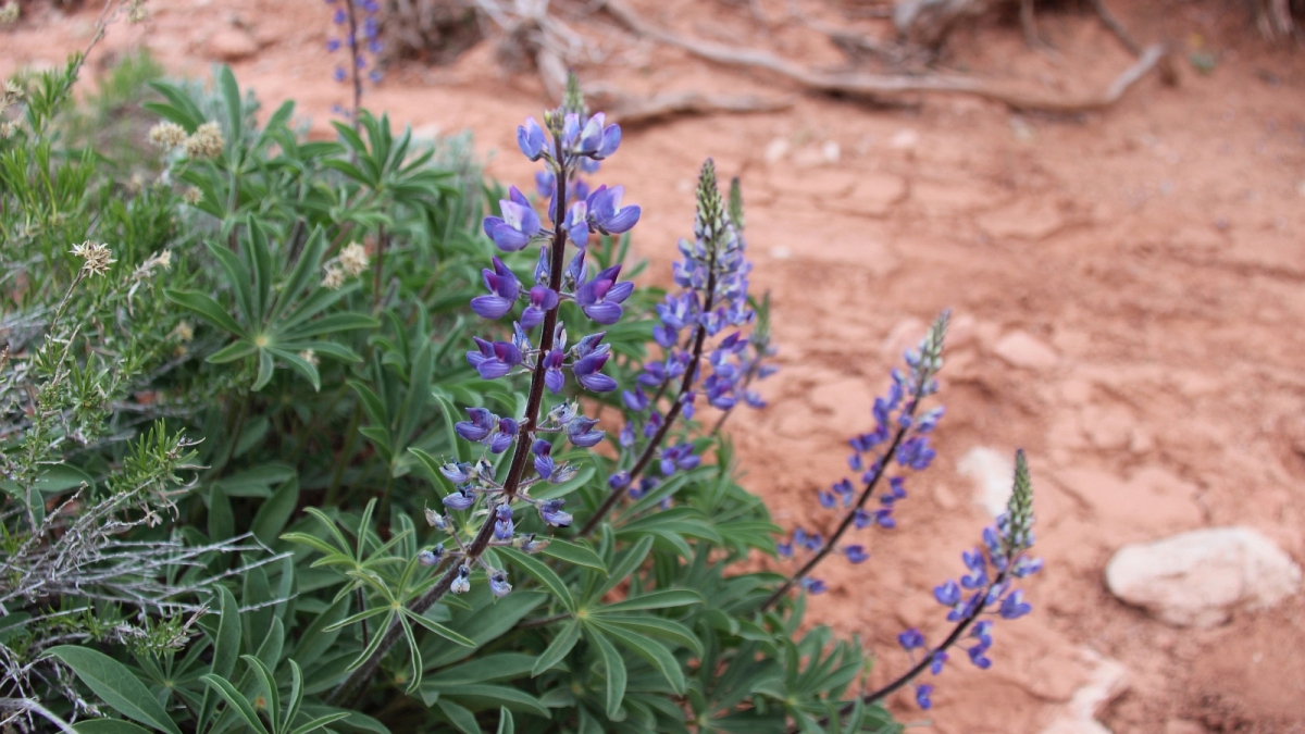 Silvery Lupine – Lupinus Argenteus