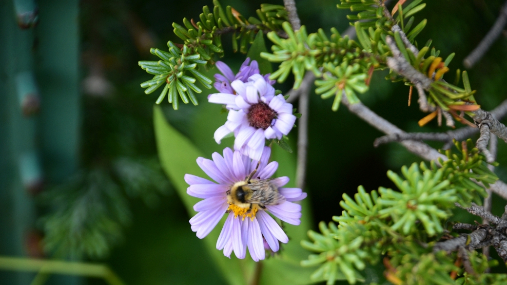 Purplestem Aster - Symphyotrichum Puniceum