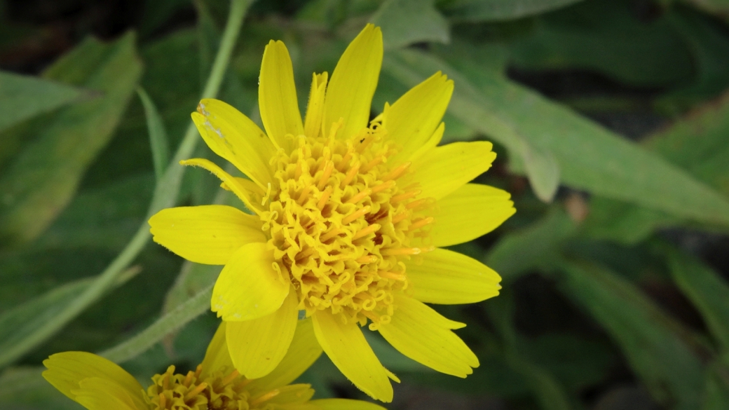 Mountain Arnica - Arnica Montana