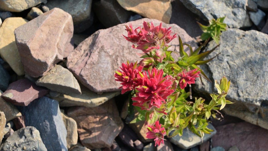 Indian Paintbrush - Castilleja Miniata