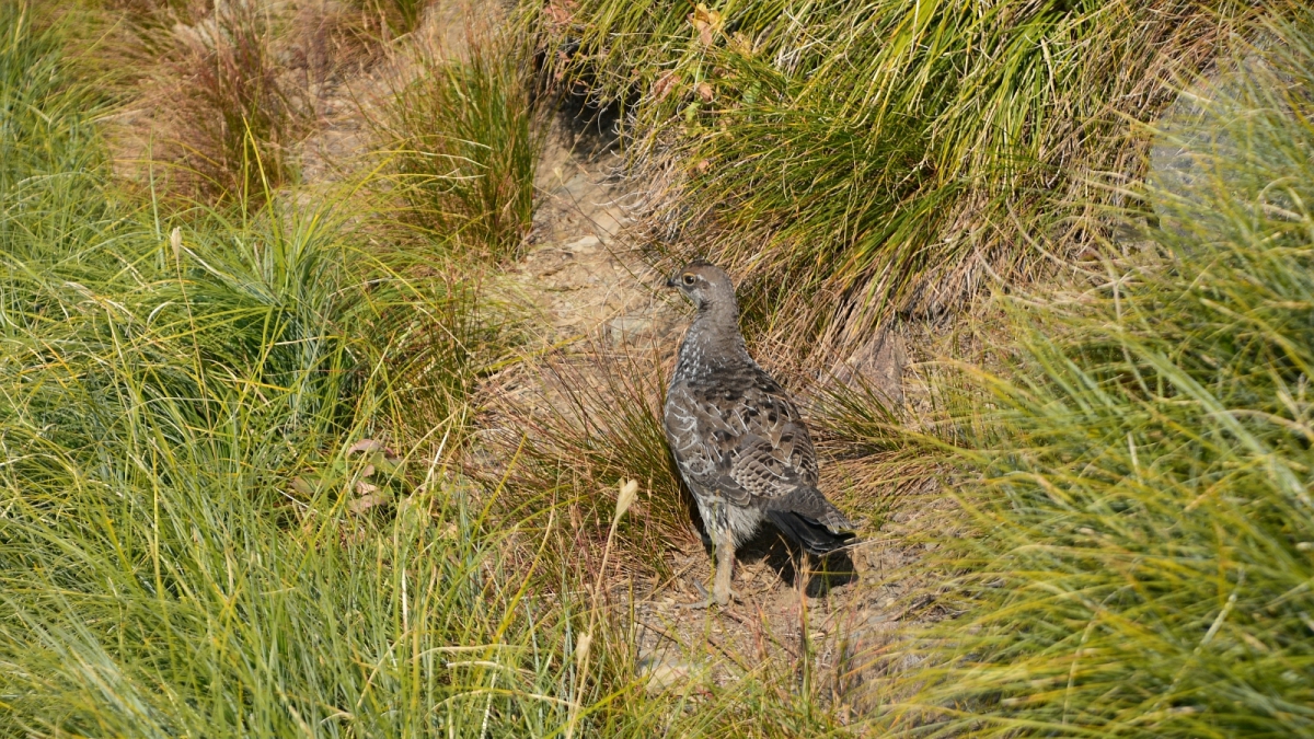 Rock Ptarmigan – Glacier National Park – Montana