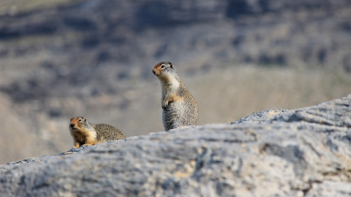 Columbian Ground Squirrel – Glacier National Park – Montana