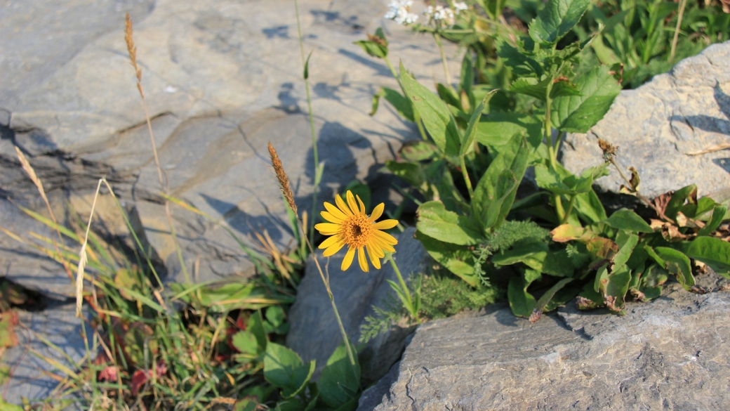 Mountain Arnica - Arnica Montana