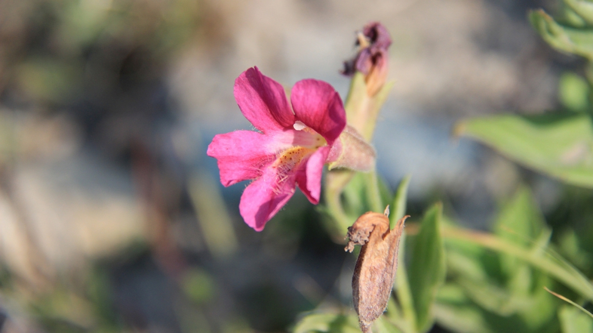 Lewis’ Monkeyflower – Mimulus Lewisii