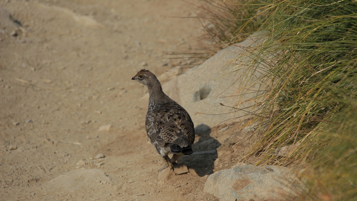 Rock Ptarmigan – Glacier National Park – Montana