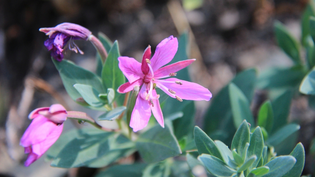 Fireweed - Epilobium Angustifolium