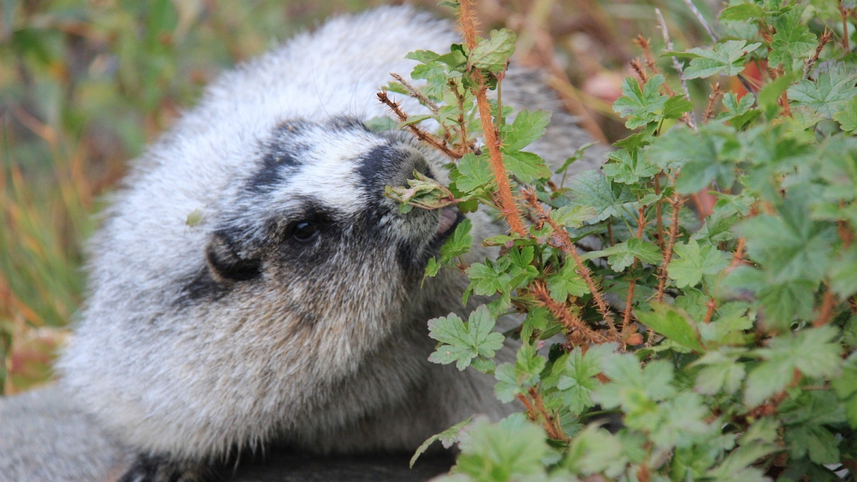 Groundhog – Glacier National Park – Montana