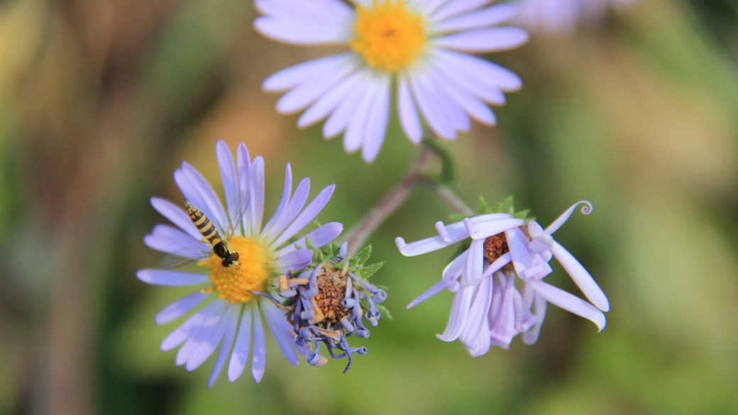 Purplestem Aster - Symphyotrichum Puniceum