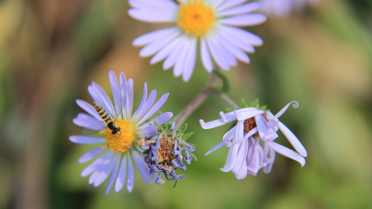 Purplestem Aster – Symphyotrichum Puniceum