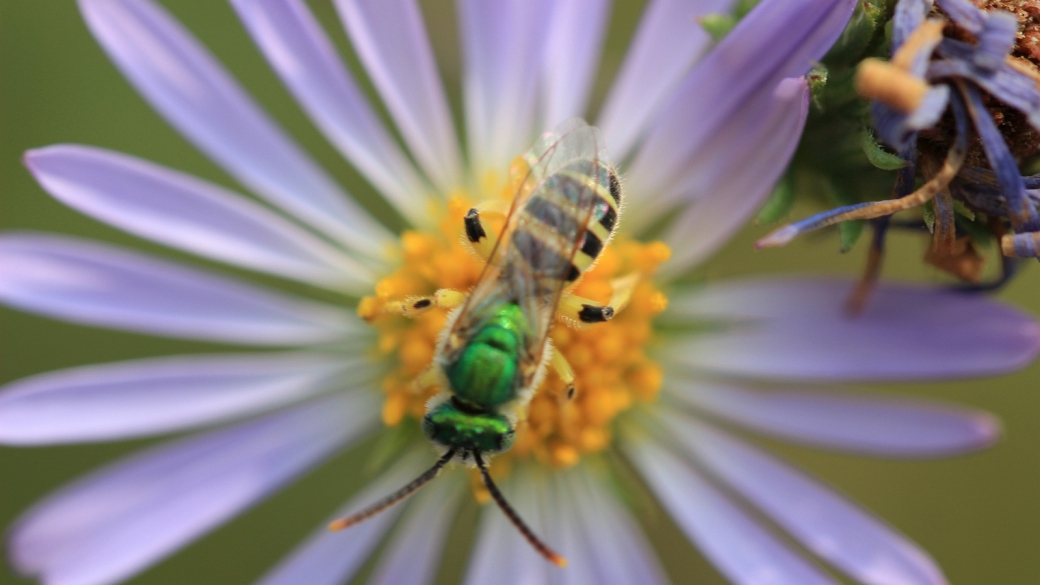 Purplestem Aster - Symphyotrichum Puniceum