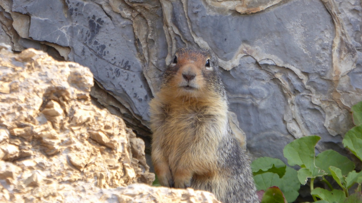 Columbian Ground Squirrel – Glacier National Park – Montana