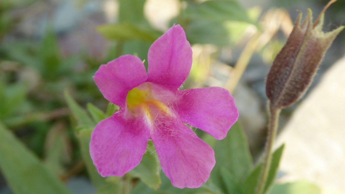 Lewis’ Monkeyflower – Mimulus Lewisii