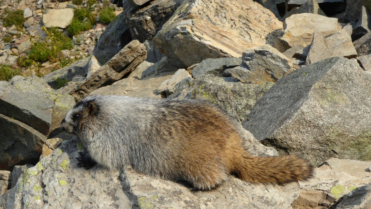 Groundhog – Glacier National Park – Montana