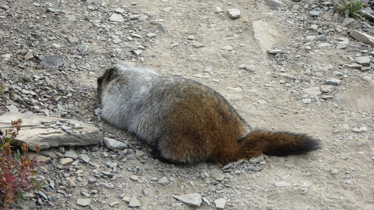 Groundhog – Glacier National Park – Montana