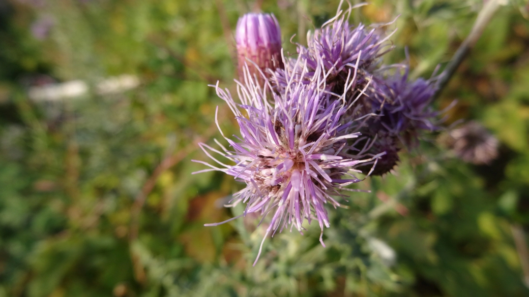 Canada Thistle - Cirsium Arvense