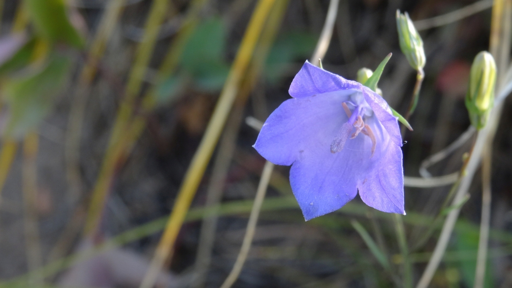 Harebell - Campanula Rotundifolia