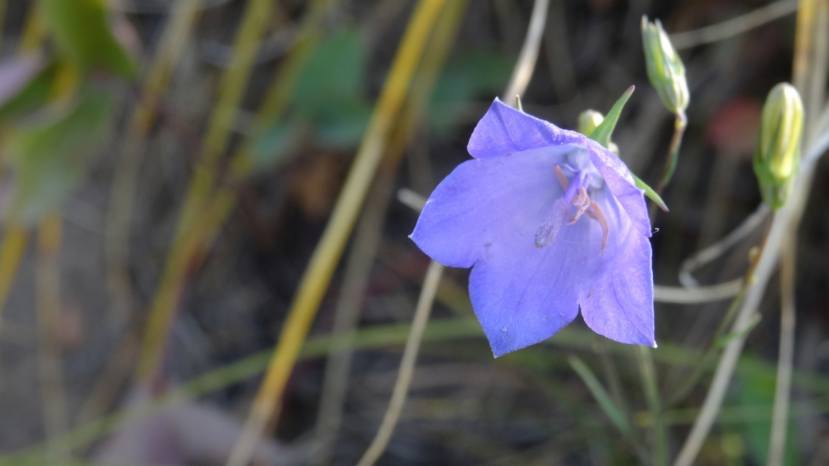 Harebell – Campanula Rotundifolia