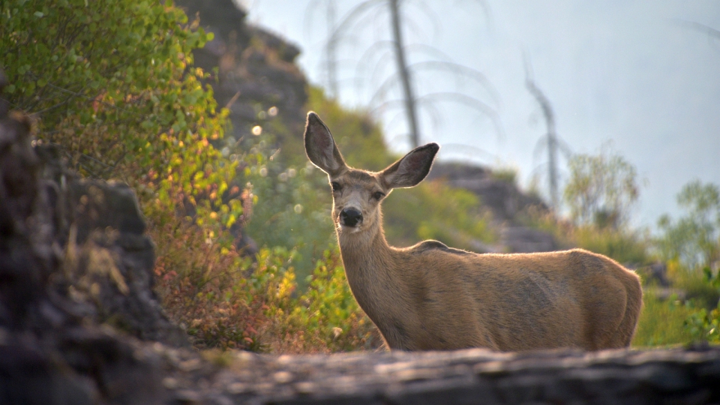 Trop chou cette bichette, rencontrée sur le The Loop Trail, à Glacier National Park, Montana.