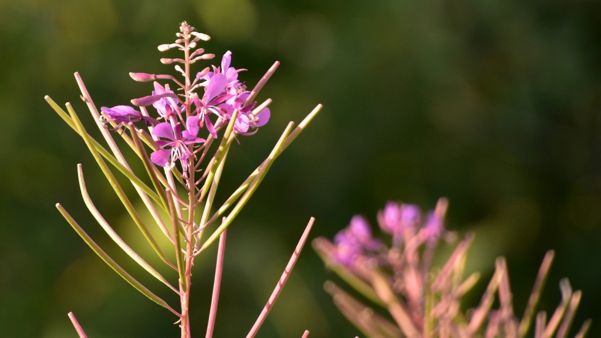 Fireweed – Epilobium Angustifolium
