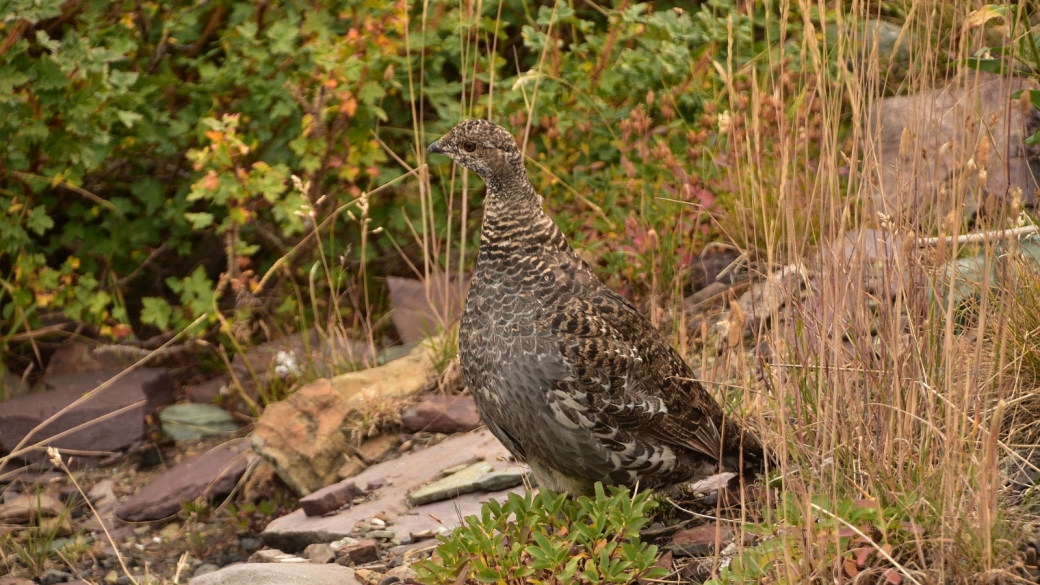 Un ptarmigan, ou lagopède alpin, croisé sur le The Loop Trail, à Glacier National Park, Montana.