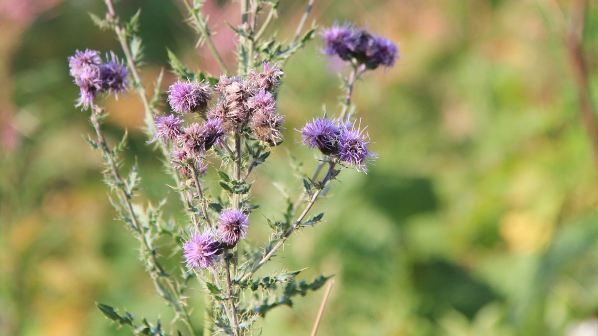 Canada Thistle – Cirsium Arvense