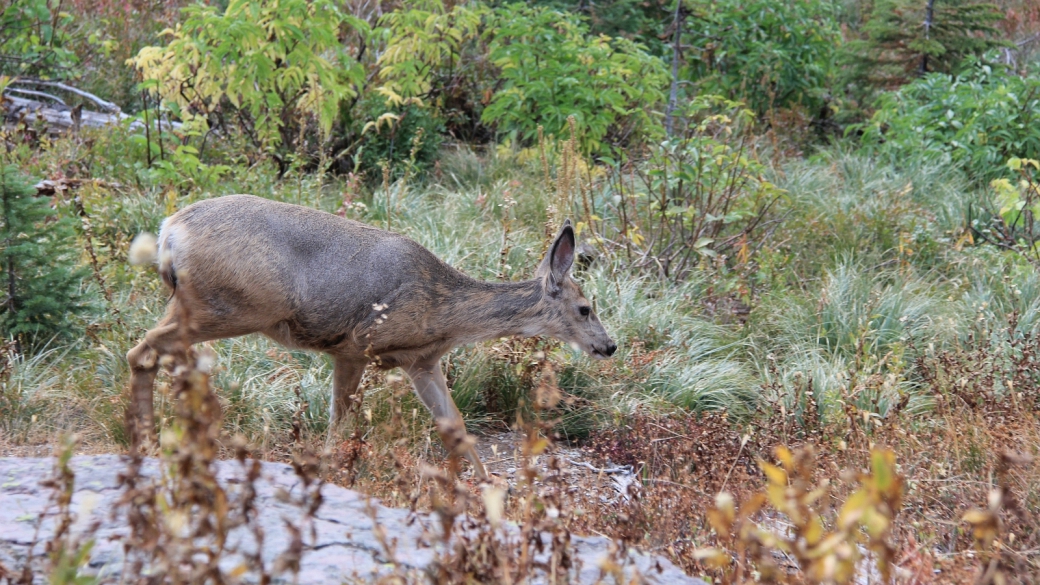 Bichette rencontrée sur le The Loop Trail, à Glacier National Park, Montana.