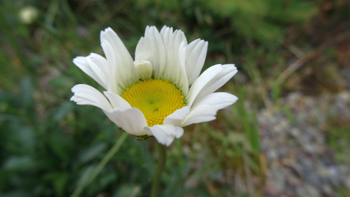 Oxeye Daisy – Chrysanthemum Leucanthemum