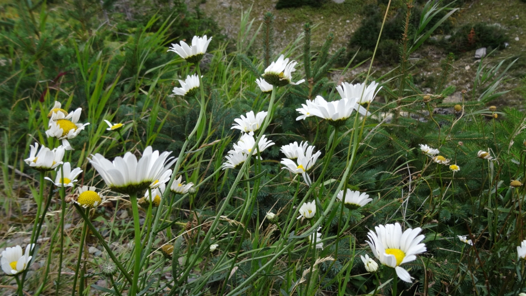 Oxeye Daisy - Chrysanthemum Leucanthemum
