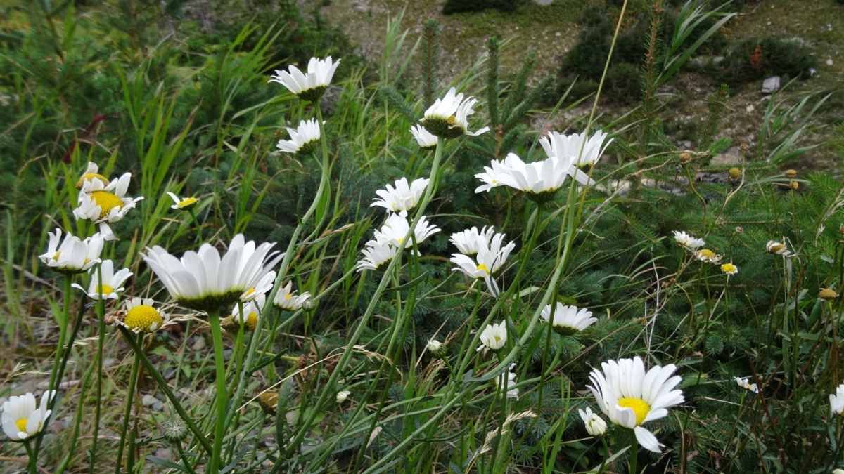 Oxeye Daisy – Chrysanthemum Leucanthemum