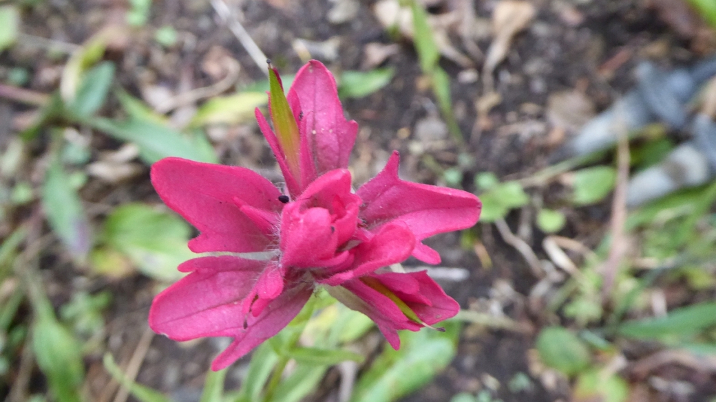 Magenta Indian Paintbrush - Castilleja Parviflora