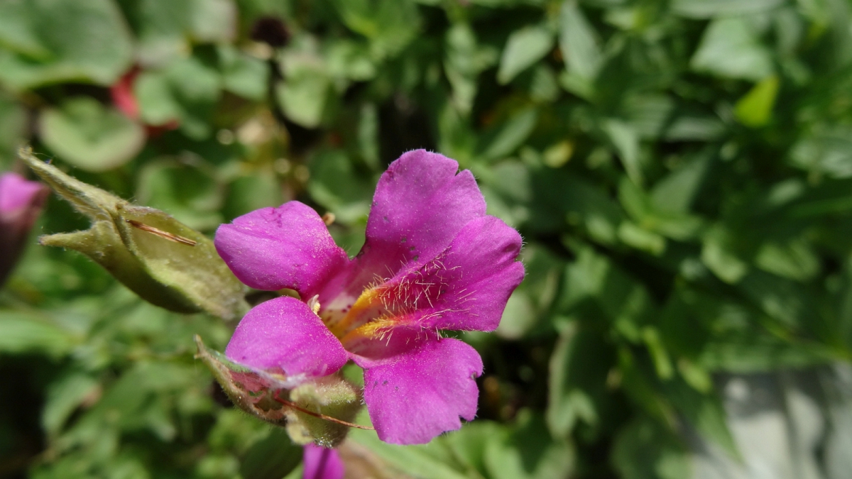Lewis’ Monkeyflower – Mimulus Lewisii