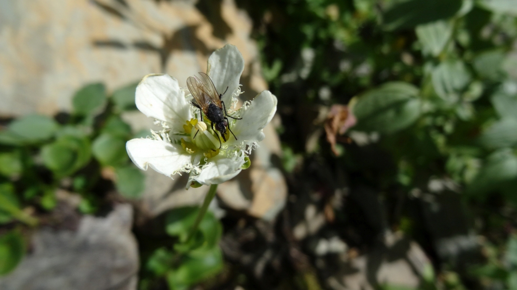 Fringed Grass of Parnassus - Parnassia Fimbriata