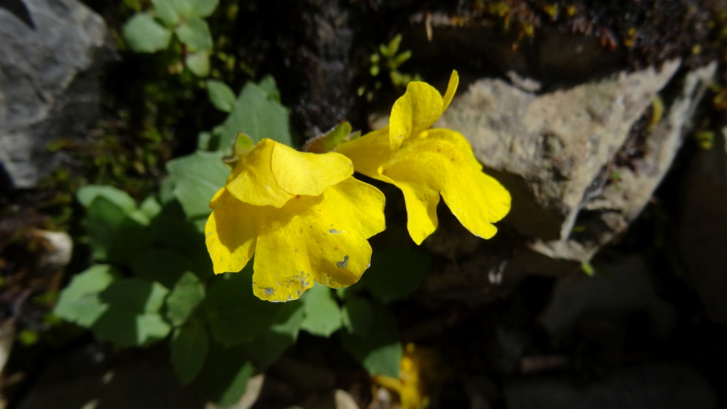 Yellow Monkey Flower - Mimulus Guttatus