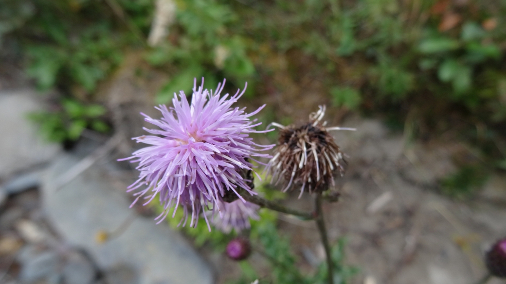 Canada Thistle - Cirsium Arvense