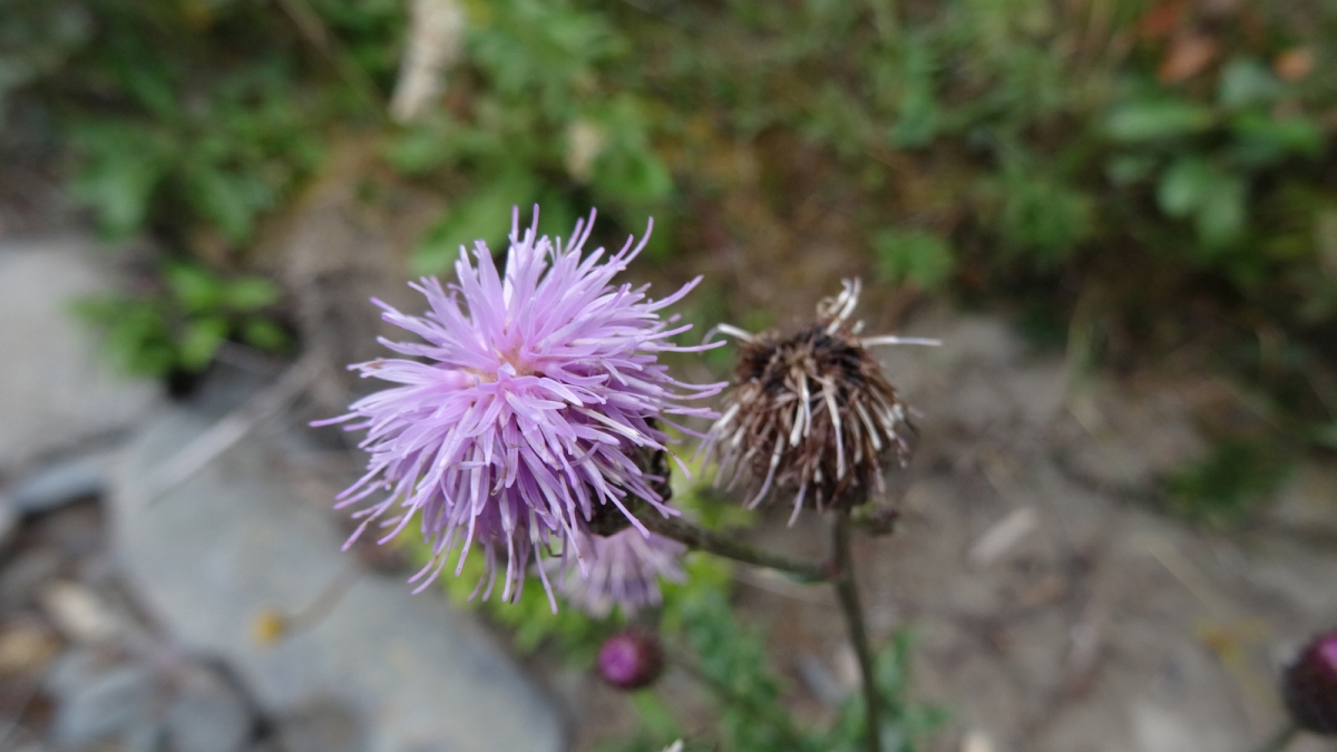 Canada Thistle – Cirsium Arvense
