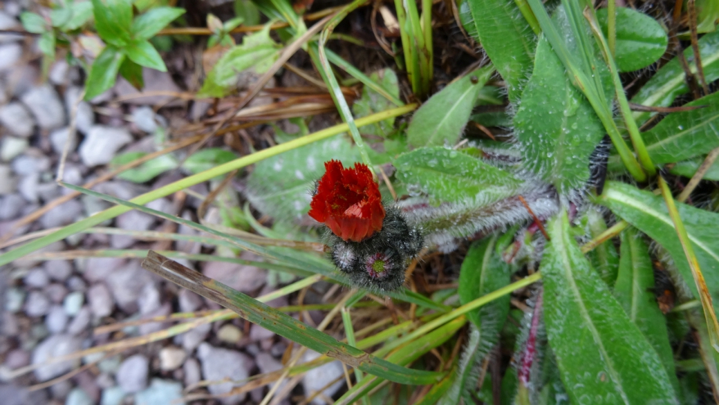 Devil's Paintbrush - Pilosella Aurantiaca