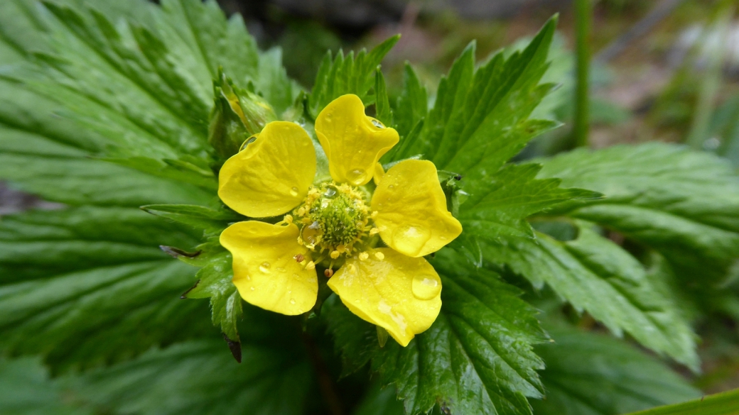 Silver Cinquefoil - Potentilla Argentea L.