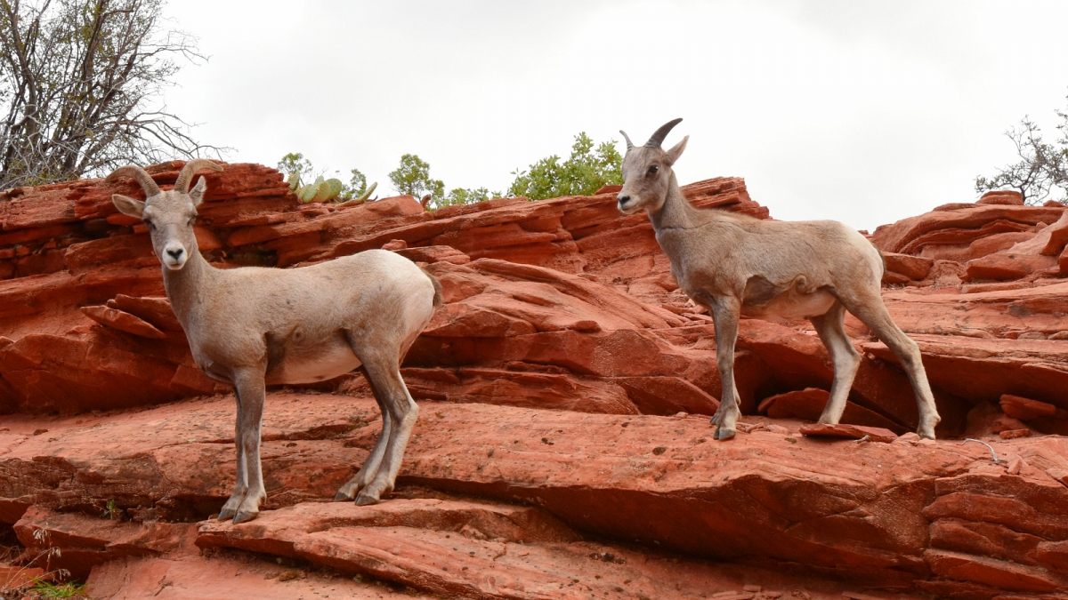 Zion National Park – Utah