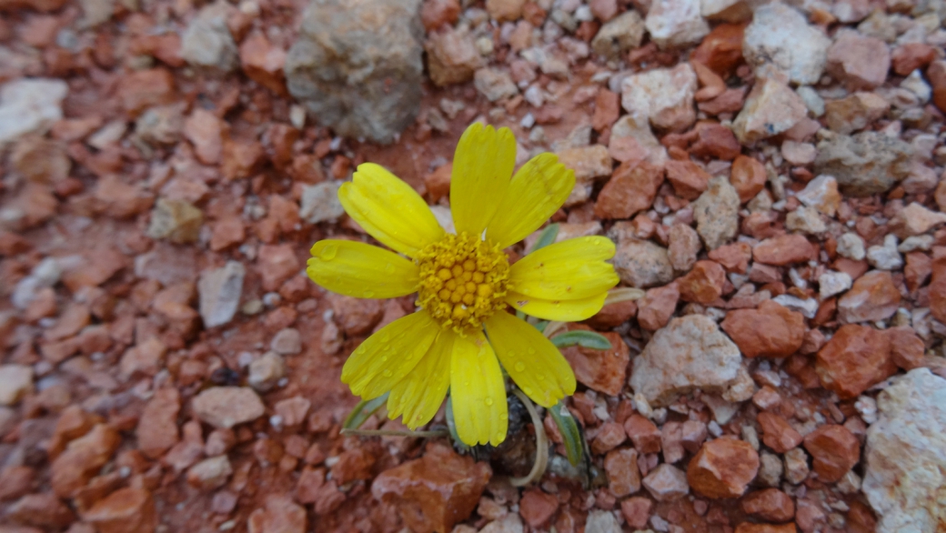 Perky Sue - Tetraneuris Ivesiana