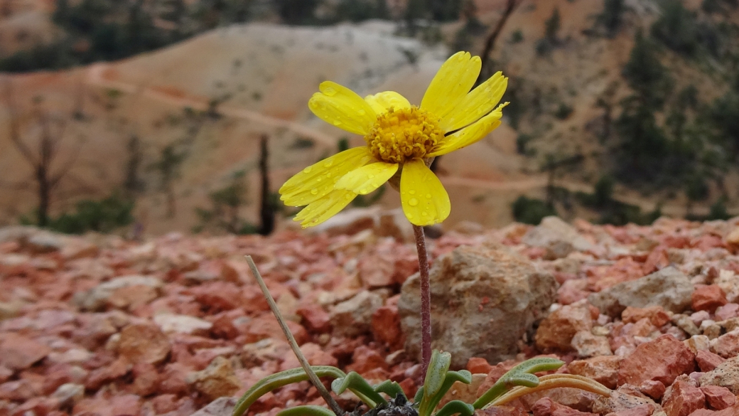 Perky Sue - Tetraneuris Ivesiana