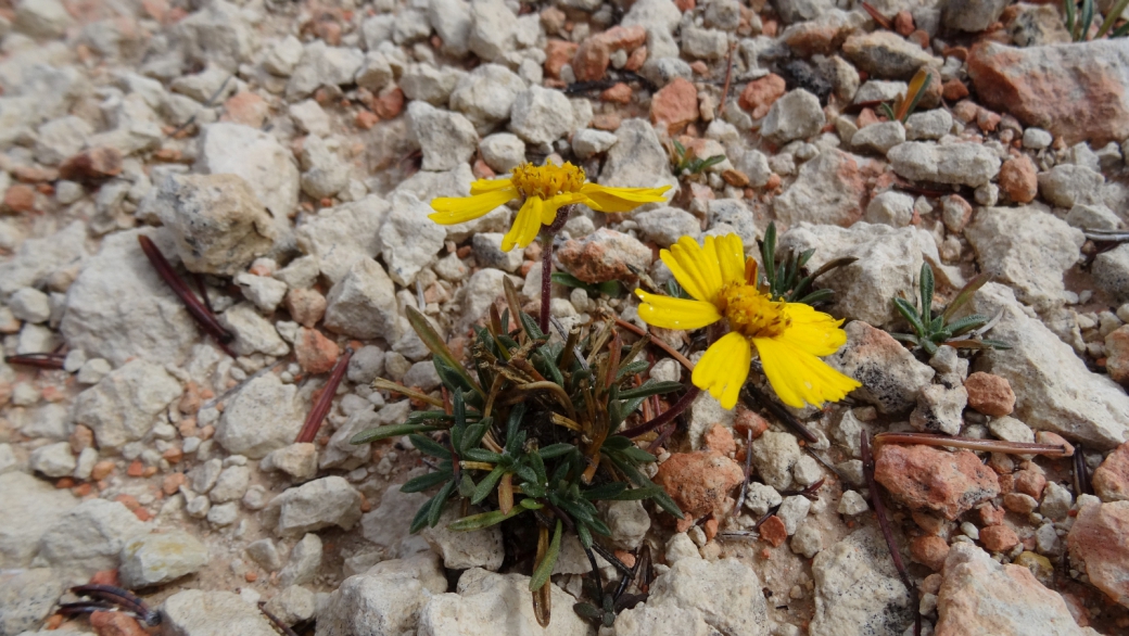 Perky Sue - Tetraneuris Ivesiana