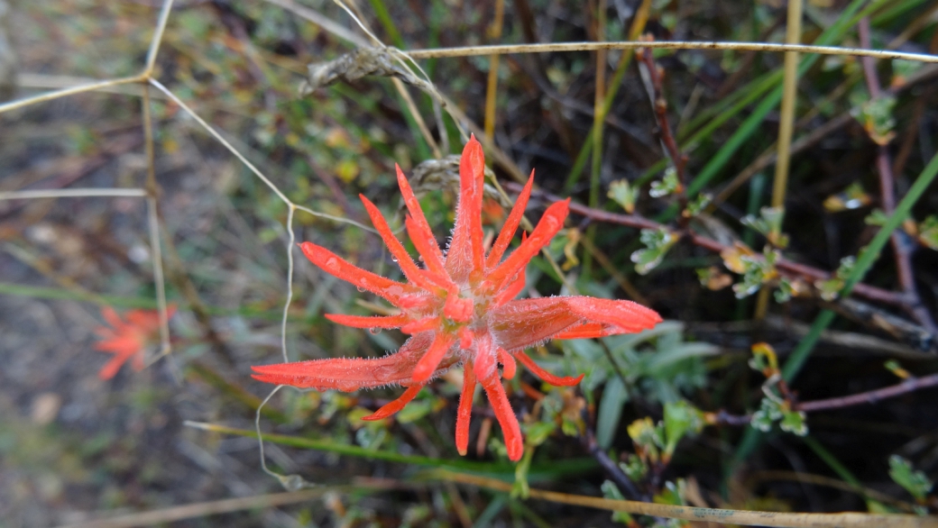 Desert Paintbrush - Castilleja chromosa