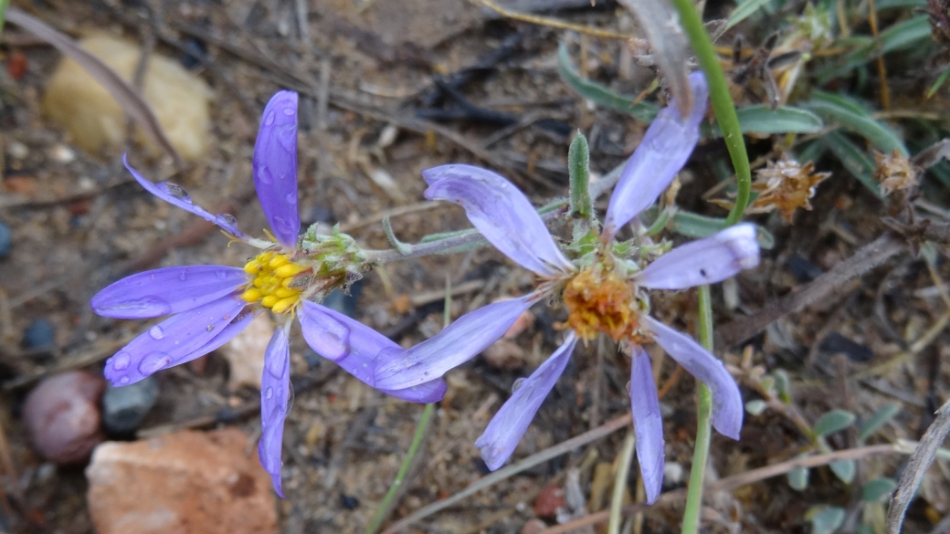 Waxy Aster - Aster Glaucus