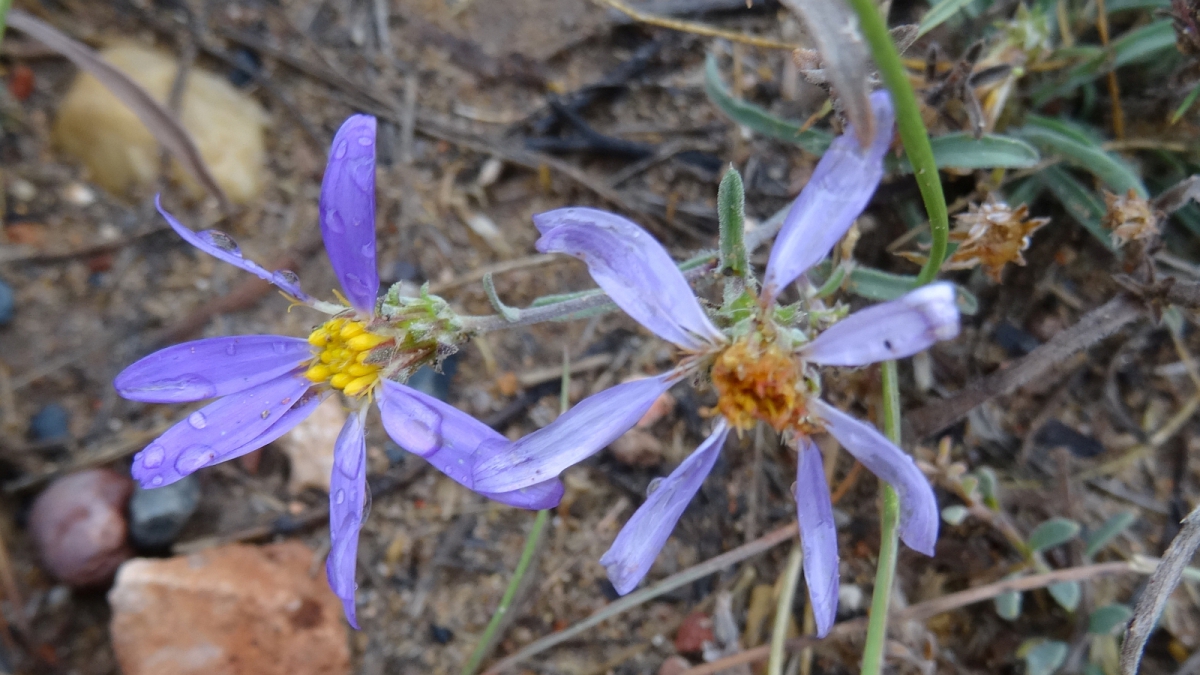 Waxy Aster – Aster Glaucus