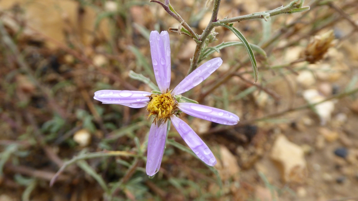Waxy Aster – Aster Glaucus