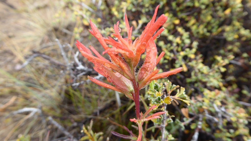 Desert Paintbrush - Castilleja Chromosa