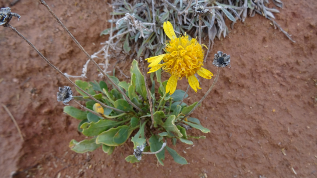 Basin Daisy - Platyschkuhria Integrifolia